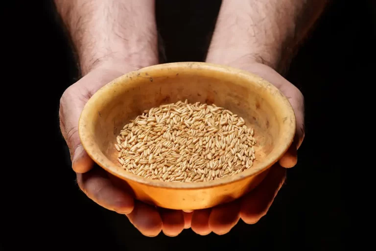 Une main qui tient un bol avec des grains de blé