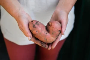 Une personne qui tient une patate douce dans ses mains