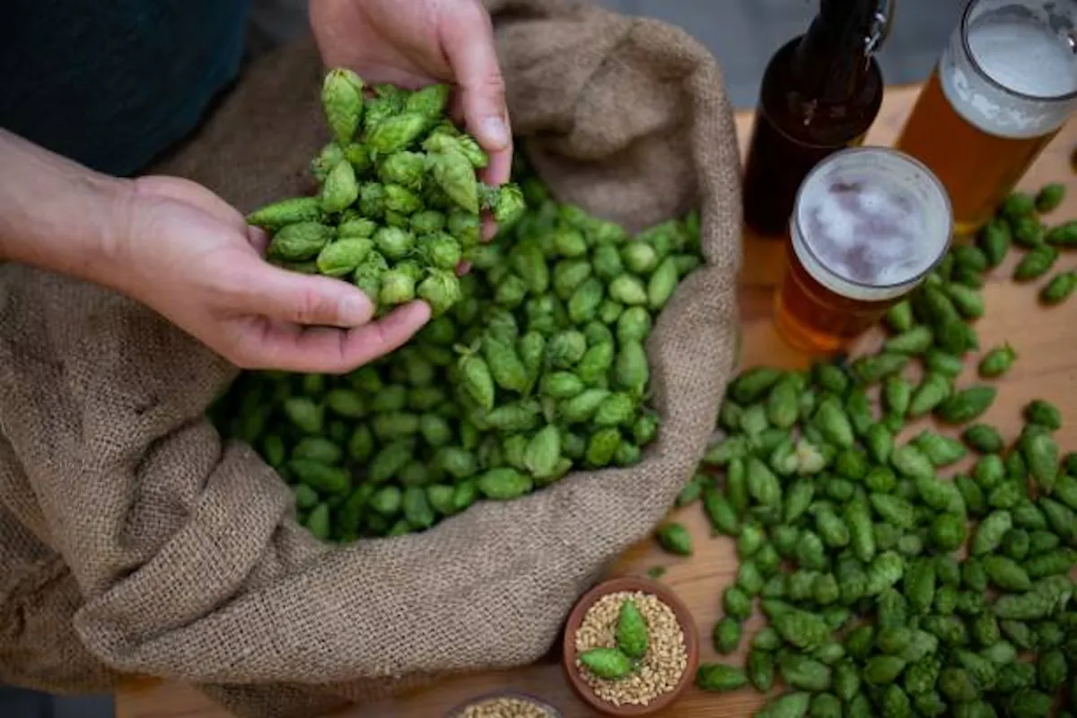 Des grains à brasser